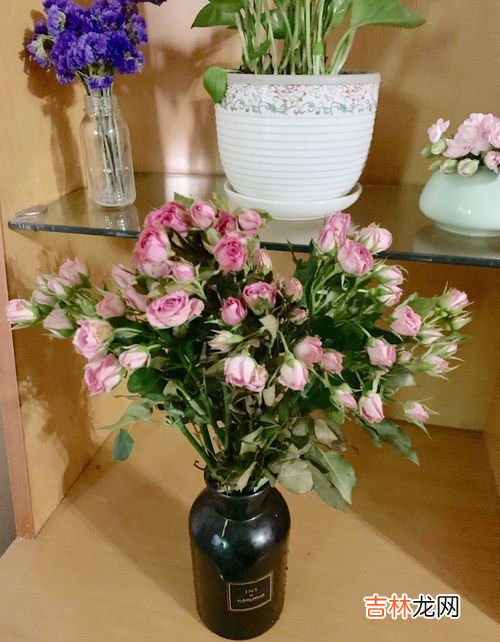 鲜花怎么插在瓶子里时间长,如何才能使鲜花插的久一些?