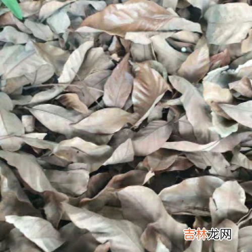 龙眼是碱性还是酸性,桂圆是酸性还是碱性食物?
