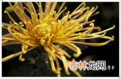 菊花什么季节,菊花什么时候季节开