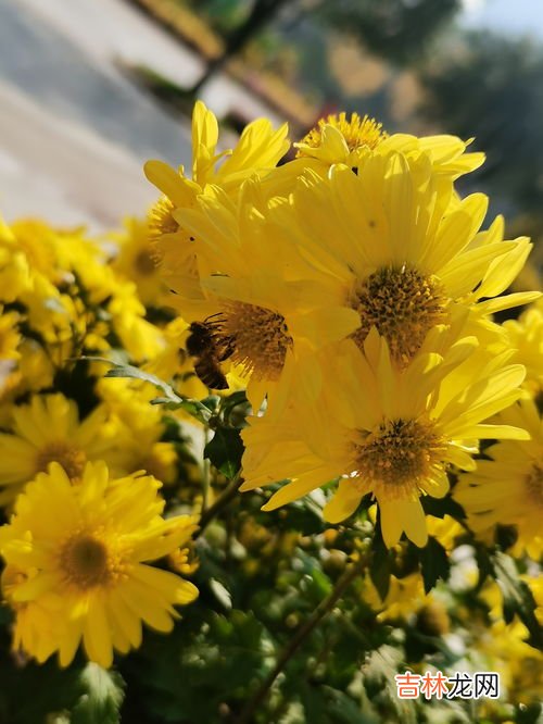 菊花什么季节,菊花什么时候季节开
