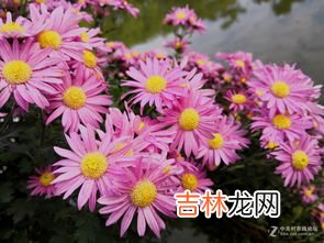 菊花什么季节,菊花什么时候季节开