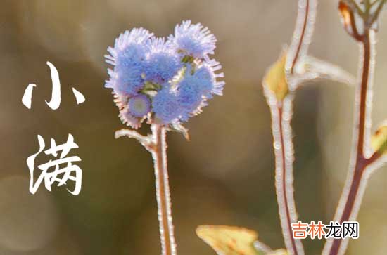 今年小满节是几月几号2023