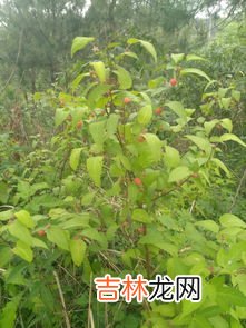 樟树果子能吃吗,这是什么植物的果实,能吃吗?