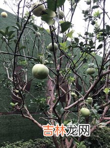 樟树果子能吃吗,这是什么植物的果实,能吃吗?