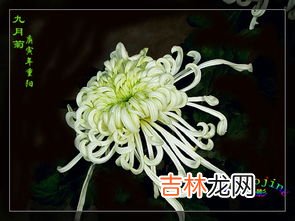 九月菊的寓意和象征,九月菊的寓意和象征