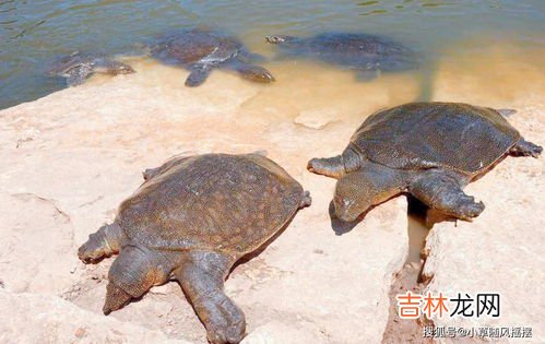 甲鱼是国家几级保护动物,2021年野生甲鱼是保护动物吗