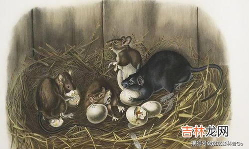 人类为什么不灭绝蛇,为什么不杀蛇