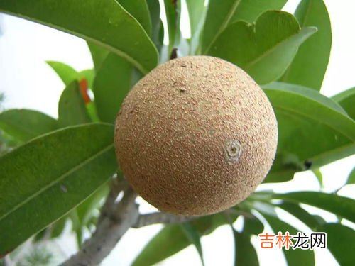 人参果甜吗,催熟的人参果会甜吗