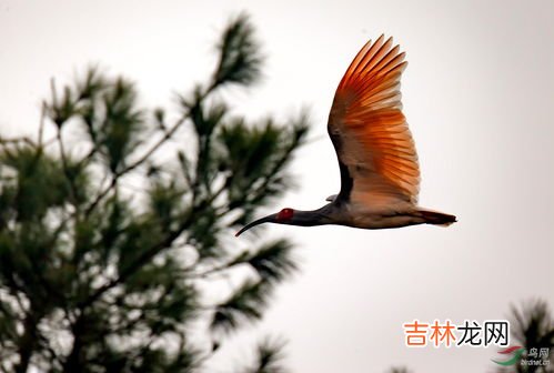 朱鹭的大小,朱鹭的身段大小是多少米?
