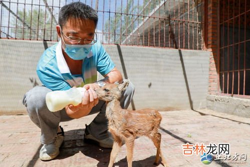 狍子粉是什么东西,灵芝孢子粉的功效有什么？