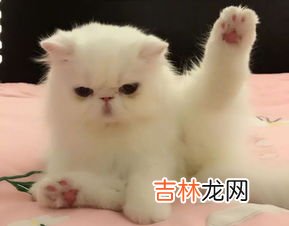狍子粉是什么东西,灵芝孢子粉的功效有什么?