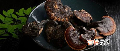 狍子粉是什么东西,灵芝孢子粉的功效有什么?