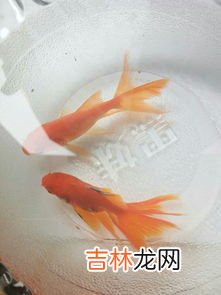 金鱼为什么不可以吃,金鱼能不能吃 金鱼可以吃吗