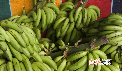香蕉和芭蕉的营养区别,香蕉和芭蕉的营养价值有什么不同?