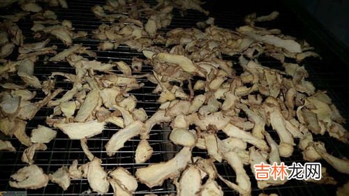 生姜耐寒的温度是多少度,生姜温度低于多少不长了
