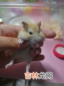 仓鼠怎么分辨公母,仓鼠如何分辨公母啊?