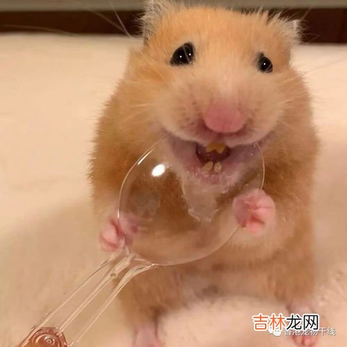 仓鼠怎么分辨公母,仓鼠如何分辨公母啊？
