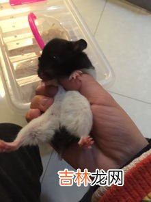 仓鼠怎么分辨公母,仓鼠如何分辨公母啊？