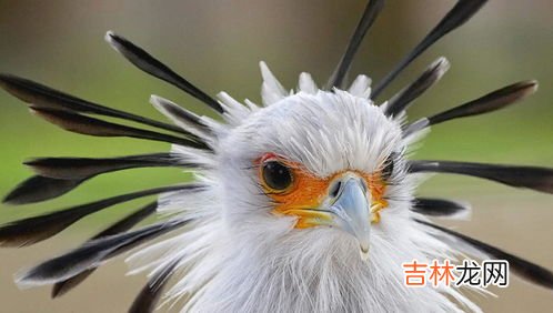 蠓虫的克星,如何祛除花盆中的小蠓虫?