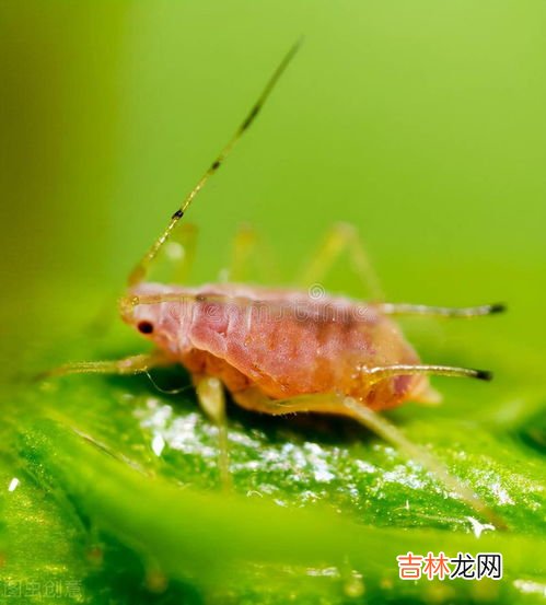 蠓虫的克星,如何祛除花盆中的小蠓虫?