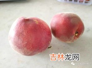 桃子和什么一起吃会拉肚子,桃子和什么一起吃会拉肚子