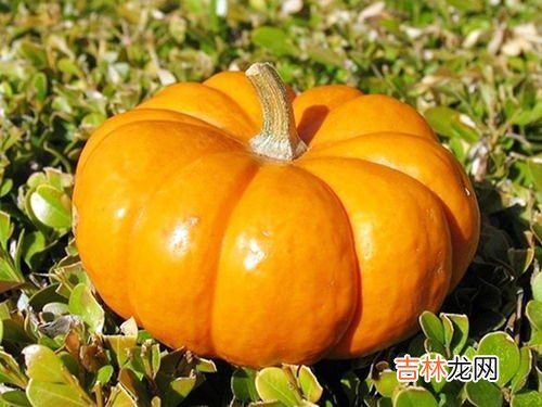 南瓜皮可以吃吗有什么作用,南瓜皮可以吃吗有什么作用