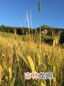 大麦茶怎么喝才好,大麦茶怎么泡才好喝 大麦茶喝了上火吗