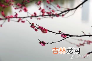 梅花香自苦寒来的上一句是什么,梅花香自苦寒来的上一句