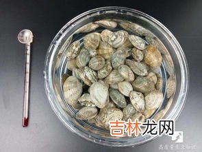 如何让花蛤吐沙又快又干净,怎样让花蛤快速吐沙?