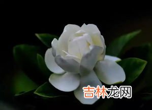 茶水可以浇花吗,茶水可以浇花不