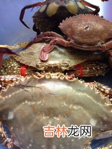 河蟹死多久不能吃了,河蟹刚死了多久不能吃