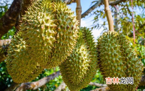 榴莲一次能吃几块,榴莲一次吃多少合适?