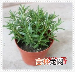 驱蚊植物哪种最好,家里种些什么植物能驱蚊虫？