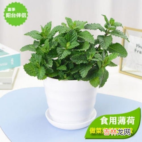 驱蚊植物哪种最好,家里种些什么植物能驱蚊虫？