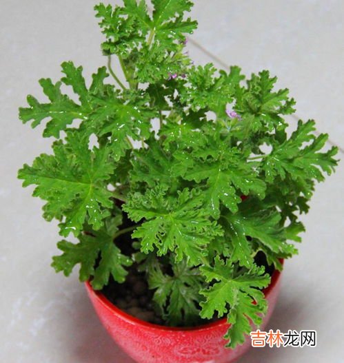 驱蚊植物哪种最好,家里种些什么植物能驱蚊虫？