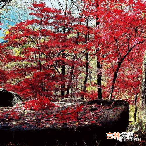 香山红叶什么时间最红,北京香山的红叶什么时候最红 最佳旅游时间是多久