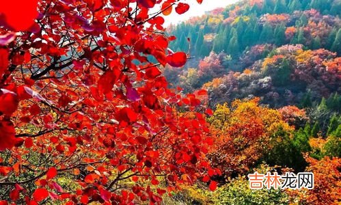 香山红叶什么时间最红,北京香山的红叶什么时候最红 最佳旅游时间是多久