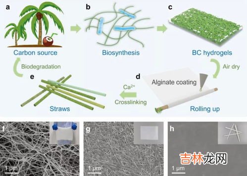 纤维素是什么东西,纤维素粉的作用与副作用