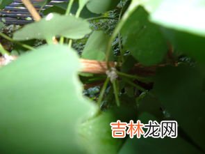 银杏树长什么样子,银杏树长什么样子