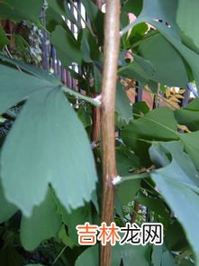 银杏树长什么样子,银杏树长什么样子