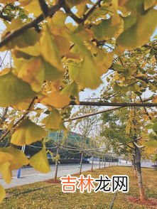 银杏树长什么样子,银杏树长什么样子