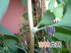 银杏树长什么样子,银杏树长什么样子