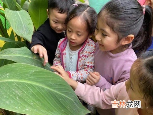 蜗牛是益虫还是害虫,蜗牛是益虫还是害虫