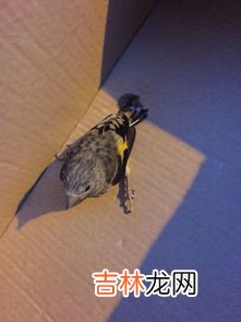 家中养什么鸟最干净,什么鸟安静好养
