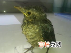 家中养什么鸟最干净,什么鸟安静好养