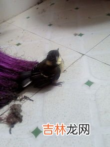 家中养什么鸟最干净,什么鸟安静好养