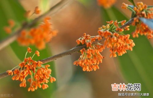 桂花的用途,桂花有什么用处