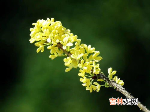 桂花的用途,桂花有什么用处