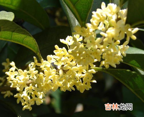 桂花的用途,桂花有什么用处
