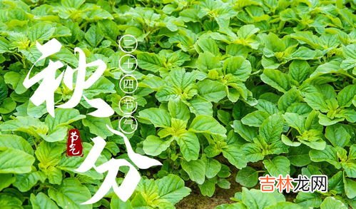 秋分吃什么传统食物,秋分吃什么传统的食物 秋分有哪些传统食物可以吃